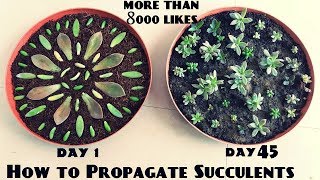 How to Propagate Succulents Fast n Easy [upl. by Soane]