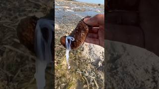 Why Sea Cucumbers Spit Out Their Organ [upl. by Oiramed]