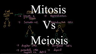 Mitosis and Meiosis  similarities and differences [upl. by Naujed377]