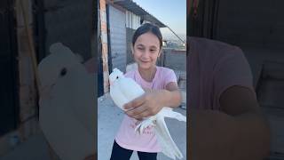 GÜVERCİN UÇURDUM funny shorts pigeon [upl. by Hanala]