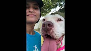 Nikkei A914918 austinanimalcenter americanpitbullterrier [upl. by Reeva148]