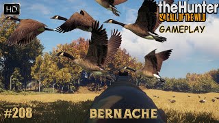 THEHUNTER CALL OF THE WILD 208 UNE NOUVELLE CHASSE À LA BERNACHE DU CANADA SUR HIRSCHFELDEN 2023 [upl. by Vitalis]