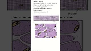 Histology of Skeletal Cardiac and Smooth Muscle An Overview [upl. by Sherline]