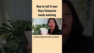 How to tell if your Hoya Compacta plant needs watering shorts plantshorts [upl. by Sharleen]