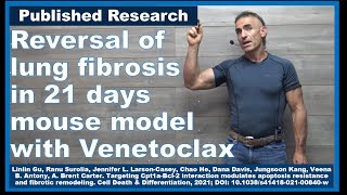 Reversal of lung fibrosis in 21 days mouse with Venetoclax [upl. by Black140]