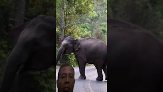 gajah di jalan raya animals elephant gajah mediausaha mediausahaindonesia [upl. by Aseuqram]