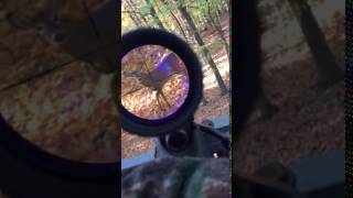 Deer kill shot through scope [upl. by Ayikahs]