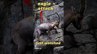 Unbelievable Eagle vs Mountain Goats Showdown [upl. by Eessej]