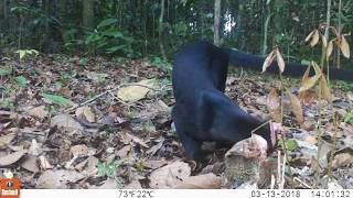 Los fascinantes animales de la reserva Cuyabeno en Ecuador Yaguarundí [upl. by Naujtna]