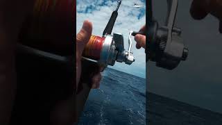 The new Talica 12 amp 16 reels are out now check out our review [upl. by Llerrahs]