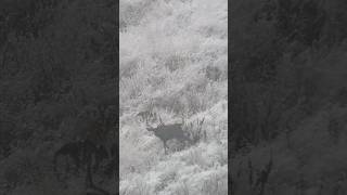 Chasing Does Mule deer Buck deer wildlife nature [upl. by Anu]