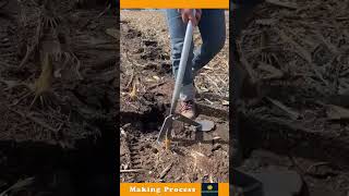 Rooting Process Of Sugarcane [upl. by Nospmis361]