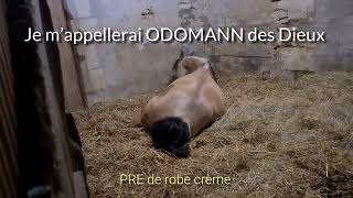 Naissance dun poulain PRE cheval elevage naissance poulain ecurie [upl. by Oconnor]