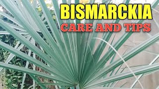 Best Information about Bismarckia palm tree how to grow Bismarckia palm [upl. by Avot]