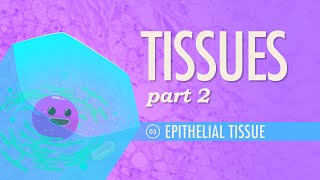 Tissues Part 2  Epithelial Tissue Crash Course Anatomy amp Physiology 3 [upl. by Hooge]