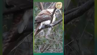 Kookaburras vs Praying Mantis Natures Most Savage Showdown  Dharug Country [upl. by Yelha]