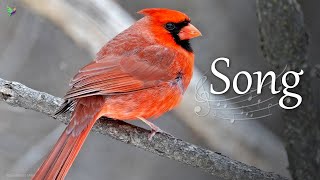 Northern Cardinal Song Cardinalis cardinalis Crested Redbird Call [upl. by Giza]