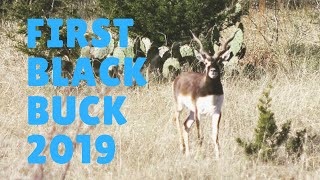 Texas Hill Country Hunting First Black Buck 2019 [upl. by Pufahl]