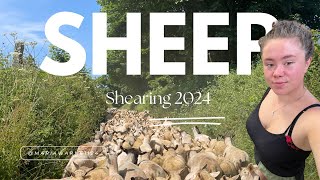 Sheep Shearing  mariawarne1124 [upl. by Notpmah]