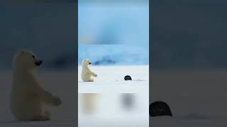 دب قطبي صغير وكلب البحر المضحك  🦭 Funny baby polar bear 🐻‍❄️ and baby seal [upl. by Boice248]