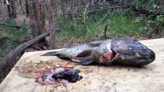 MeredithWolfe BOWFISHING MONSTER TILAPIA  Catch n Cook [upl. by Idnerb]