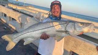 OCTOBER MULLET RUN KEYS BRIDGES OVER Sebastian Inlet [upl. by Renie]