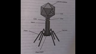 Bacteriofagos  Priones EET  vEEH  EEB [upl. by Adoree]