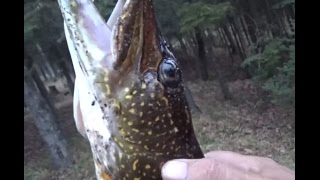 How to Tell a Northern Pike from a Muskie [upl. by Grounds225]