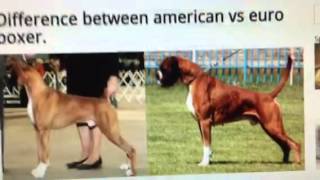 THE DIFFERENCE BETWEEN AMERICAN VS GERMAN BOXERS [upl. by Ellerol]