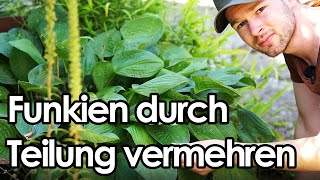 Funkien Hosta durch Teilung vermehren  Waldstudent [upl. by Hairakcaz892]