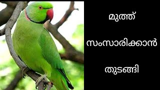 Talking parrot Malayalam how to feed a baby parrot talking parrot [upl. by Czarra]