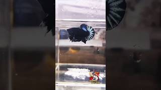 How To Train Your Betta Fish bettabreeding bettafish shorts fish [upl. by Ellehcsar668]