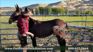 Fitting a Pack Saddle Part 1 [upl. by Lissner]