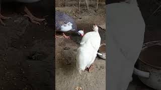 Guinea fowl farming [upl. by Burkitt]