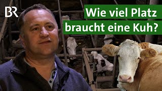 Mehr Tierwohl Wie viel Platz brauchen Kühe im Stall  Tierschutz  Unser Land  BR [upl. by Felipe]