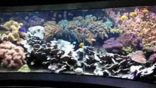 Giant 200° Panorama Tropical seawater reef tank  Salzwasserbecken  Aquazoo 4848 [upl. by Mor40]