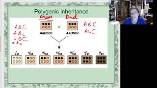 Polygenic inheritance [upl. by Weidman]