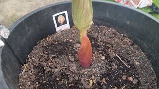 Growing Amorphophallus bulbifer flower [upl. by Lemert]