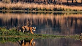 Ranthambore National Park Sawai Madhopur l Rajasthan l Indian🇮🇳🇮🇳🇮🇳🇮🇳🇮🇳 new vlog video l Abhishek [upl. by Jevon393]