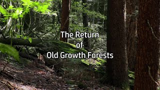 The Return of Old Growth Forests [upl. by Vescuso]