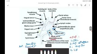 Sublingual gland Anatomy  Major Salivary Glands [upl. by Orlina]