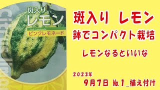 斑入りレモン 【ピンクレモネード】No1植え付け 2023年9月7日 [upl. by Arodal]