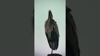 Great Blue Heron Standing on a Tall Pole [upl. by Michella]