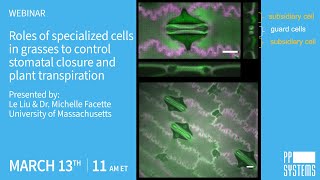 Roles of specialized cells in grasses to control stomatal closure and plant transpiration [upl. by Reitman]