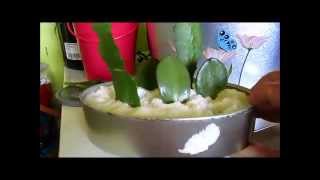 Rooting jade plant in sand [upl. by Harriman]