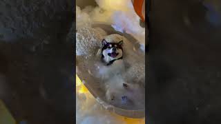 Shiba SPA Bubble bath in the clouds dogsoftvideo cute dog shiba shibainu [upl. by Dorthea476]