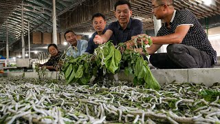 How the Japanese Farm Millions of Silkworms for Silk [upl. by Pavyer]