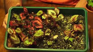 begonia cuttings [upl. by Hselin848]