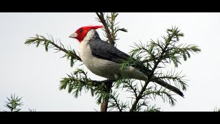 Cardeal cantando direto na natureza  O CANTO DO CARDEAL [upl. by Enelyw]