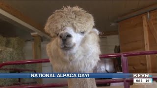 Alpaca owners celebrate National Alpaca Day [upl. by Enoyrt]